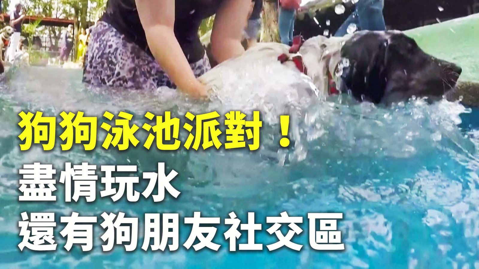狗狗泳池派對!盡情玩水還有狗朋友社交區