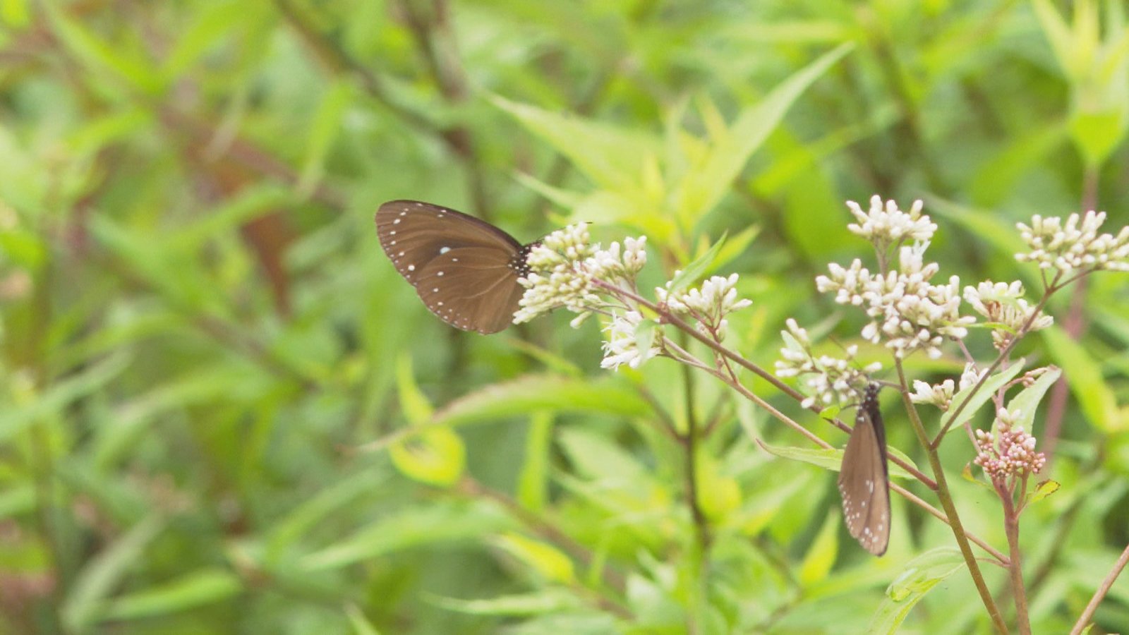 國道讓蝶道!雲林林內紫斑蝶季來臨
