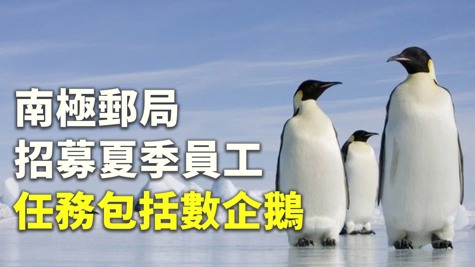 南極郵局招募夏季員工 任務包括數企鵝