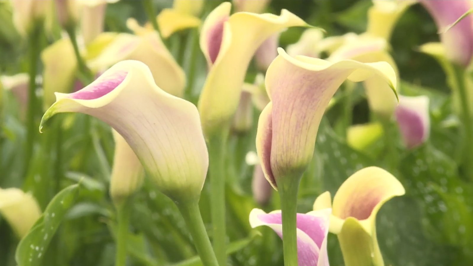 桃園海芋季登場 7萬2千株海芋美不勝收