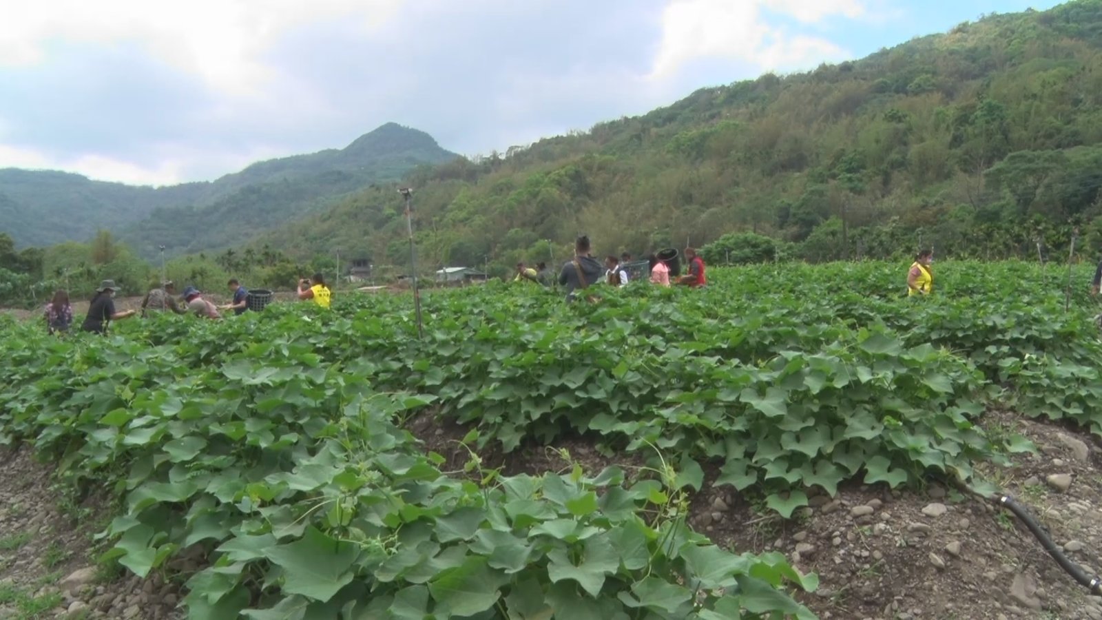體驗一日農夫 高雄那瑪夏部落小旅行