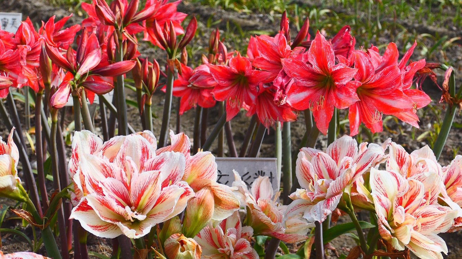 「孤挺花海」雲林四湖浪漫盛開