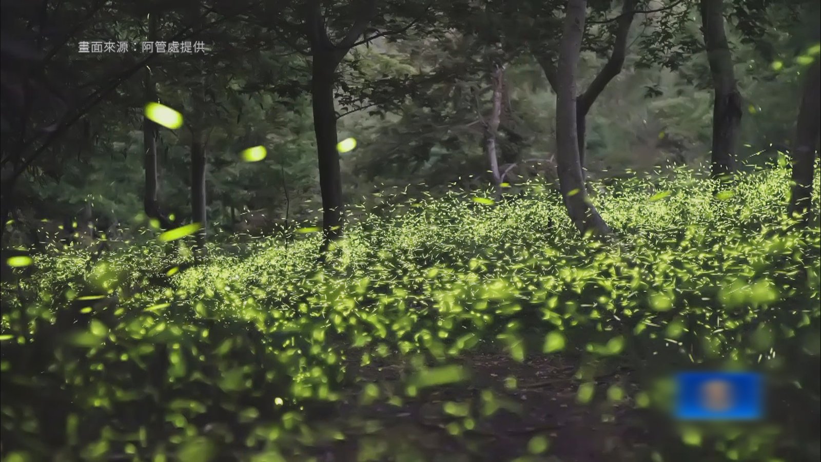 阿里山夏季與螢共舞 宛如璀璨銀河