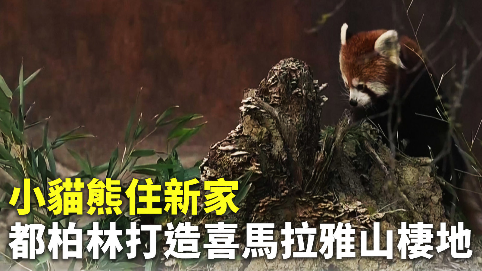 小貓熊住新家 都柏林打造喜馬拉雅山棲地