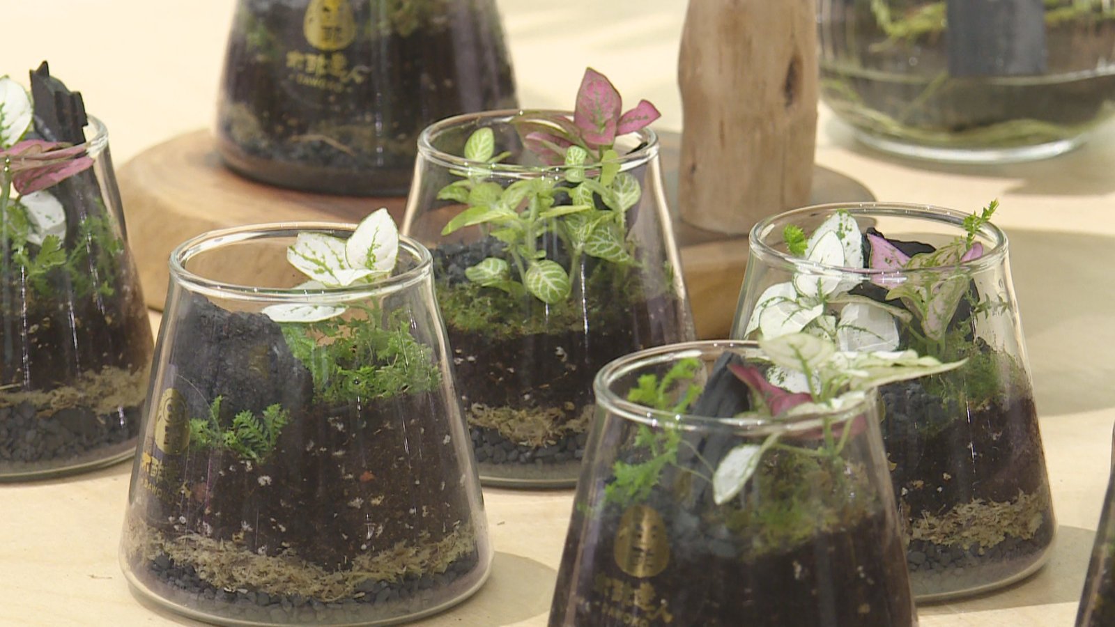 推廣山林共生共好 自製「生態瓶」超療癒