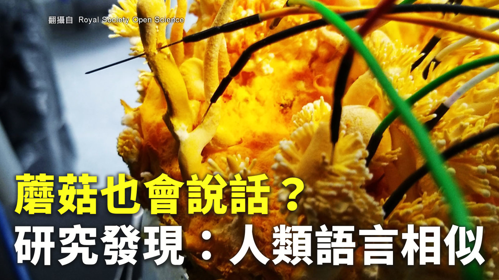 蘑菇也會說話?研究發現:人類語言相似