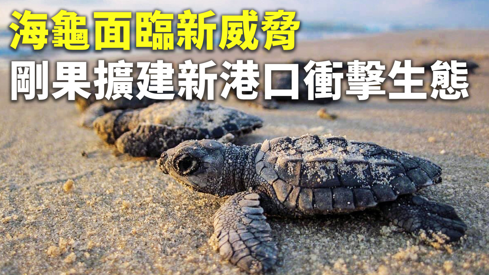 海龜面臨新威脅 剛果擴建新港口衝擊生態