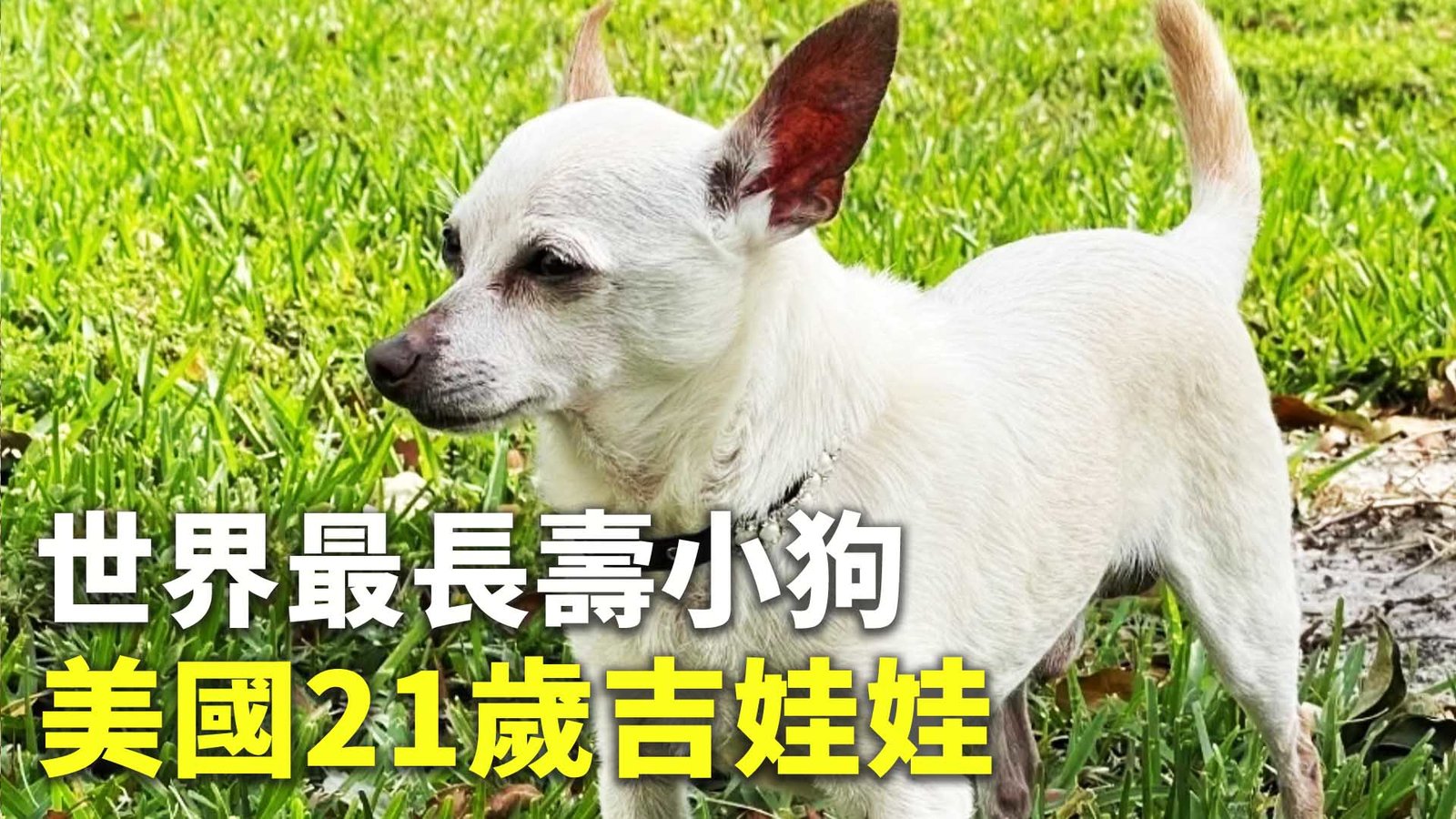 世界最長壽小狗 美國21歲吉娃娃