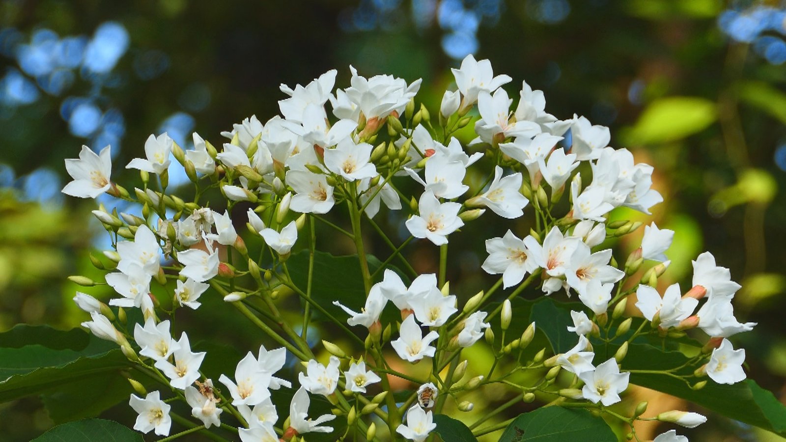 浪漫雪森林 雲林古坑荷苞山桐花盛開