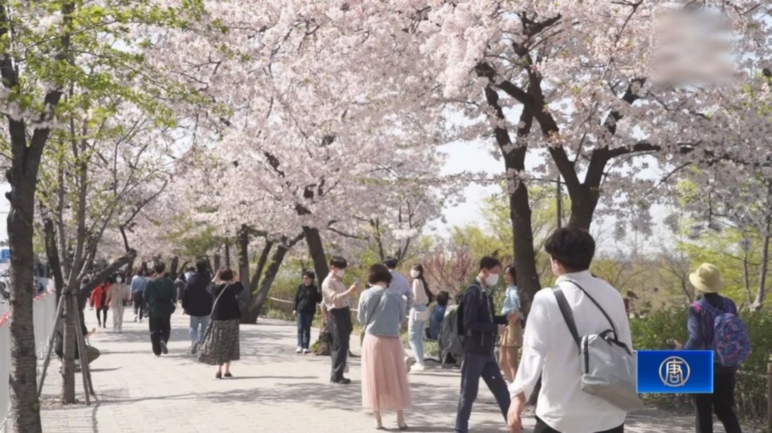 搭上韓國櫻花季末班車 來場浪漫的旅遊