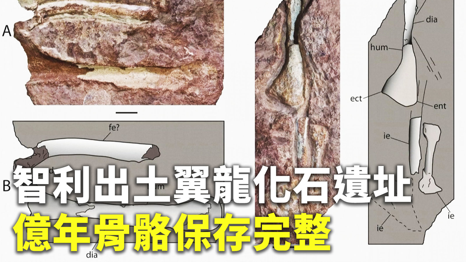 智利出土翼龍化石遺址 億年骨骼保存完整