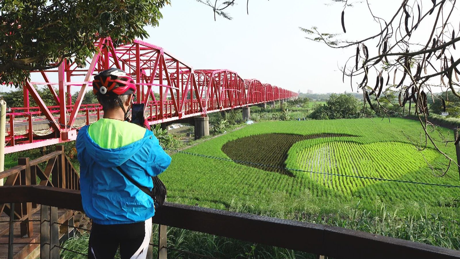 西螺大橋俯看雙心彩繪稻 熱門打卡景點