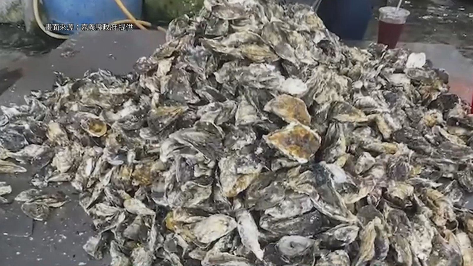 點蚵成金!全台首座廢蚵殼暫置場