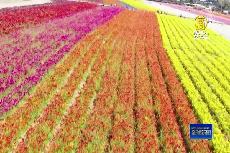 萬紫千紅總是春 南加州卡爾斯堡花田奇觀