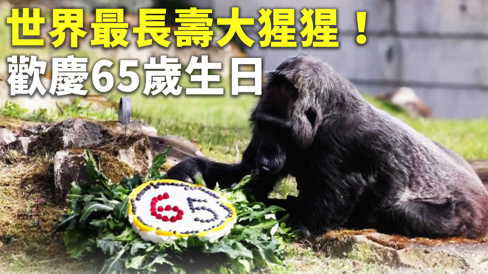 世界最長壽大猩猩!歡慶65歲生日