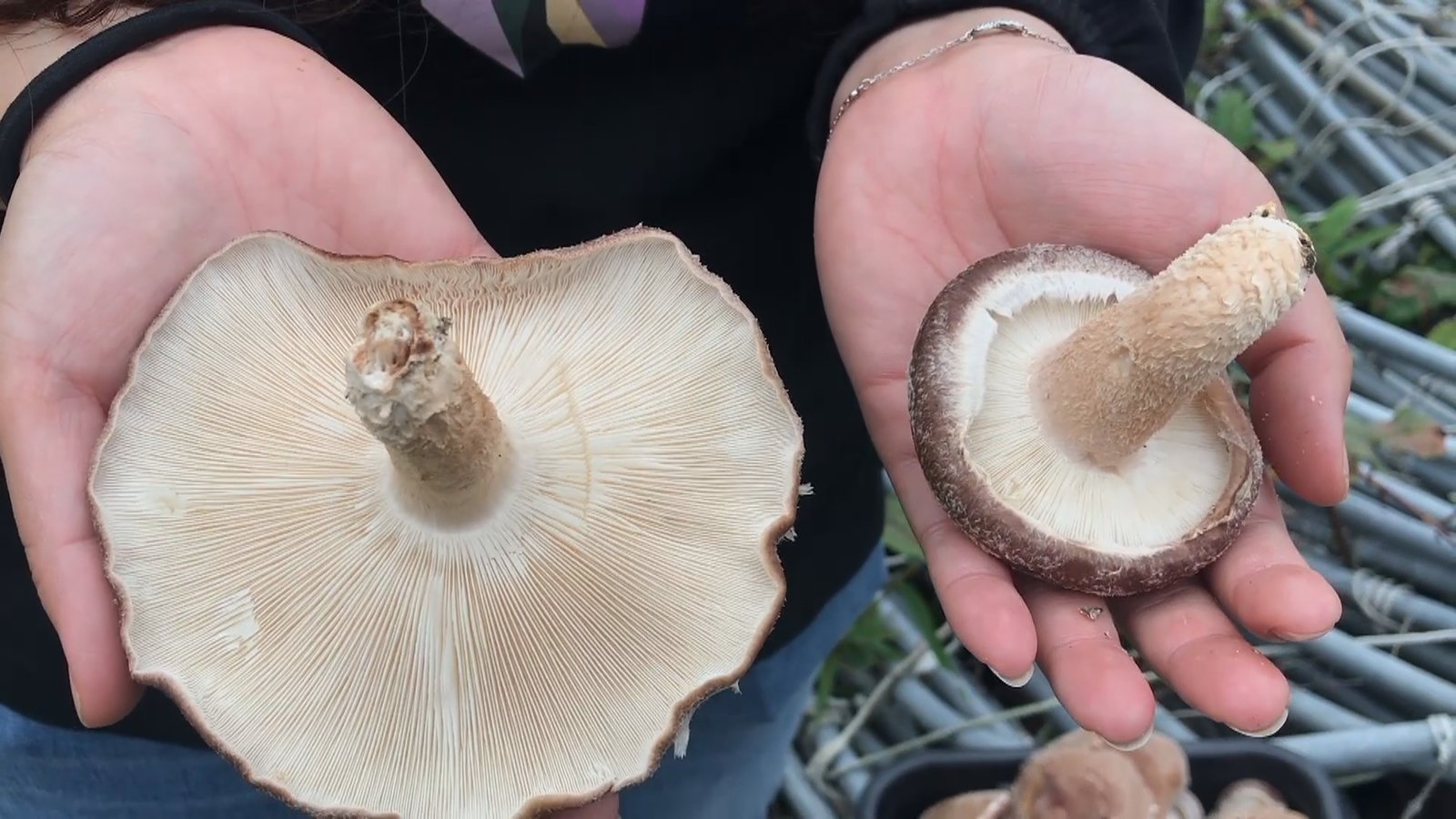 阿里山「林下經濟」 樂野部落段木香菇