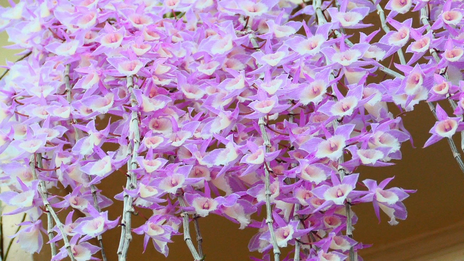 雲林莿桐季節限定 石斛蘭花牆超壯觀