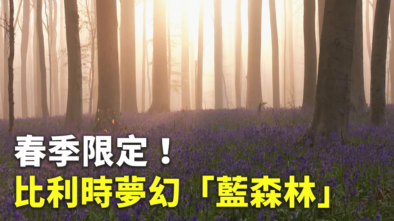 春季限定!比利時夢幻「藍森林」