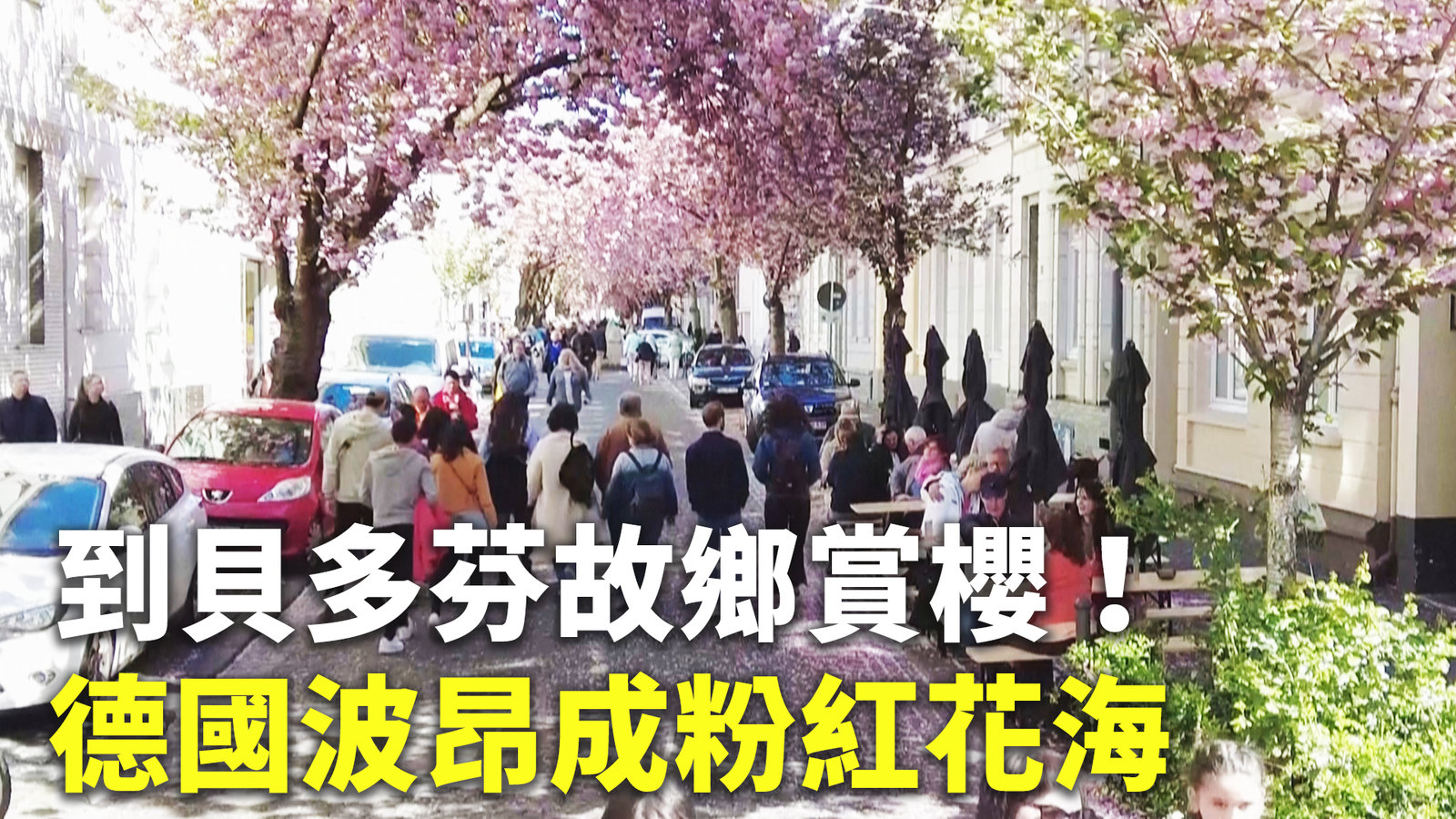到貝多芬故鄉賞櫻!德國波昂成粉紅花海