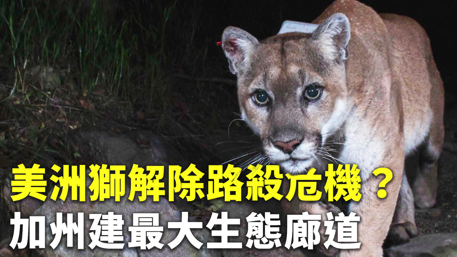 美洲獅解除路殺危機?加州建最大生態廊道
