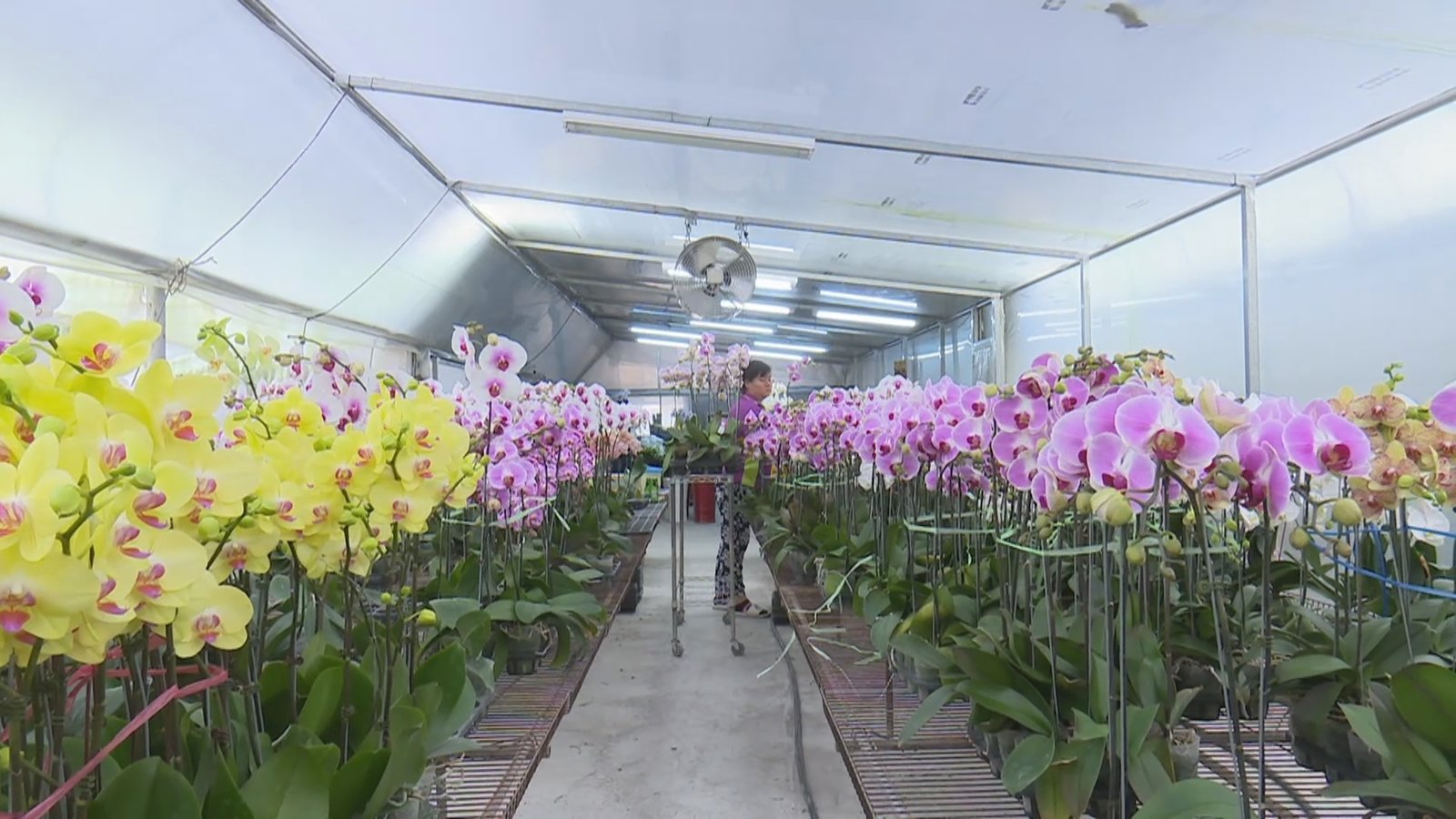 逾一米鹿角蕨現身屏東原生種蘭花展 超吸晴