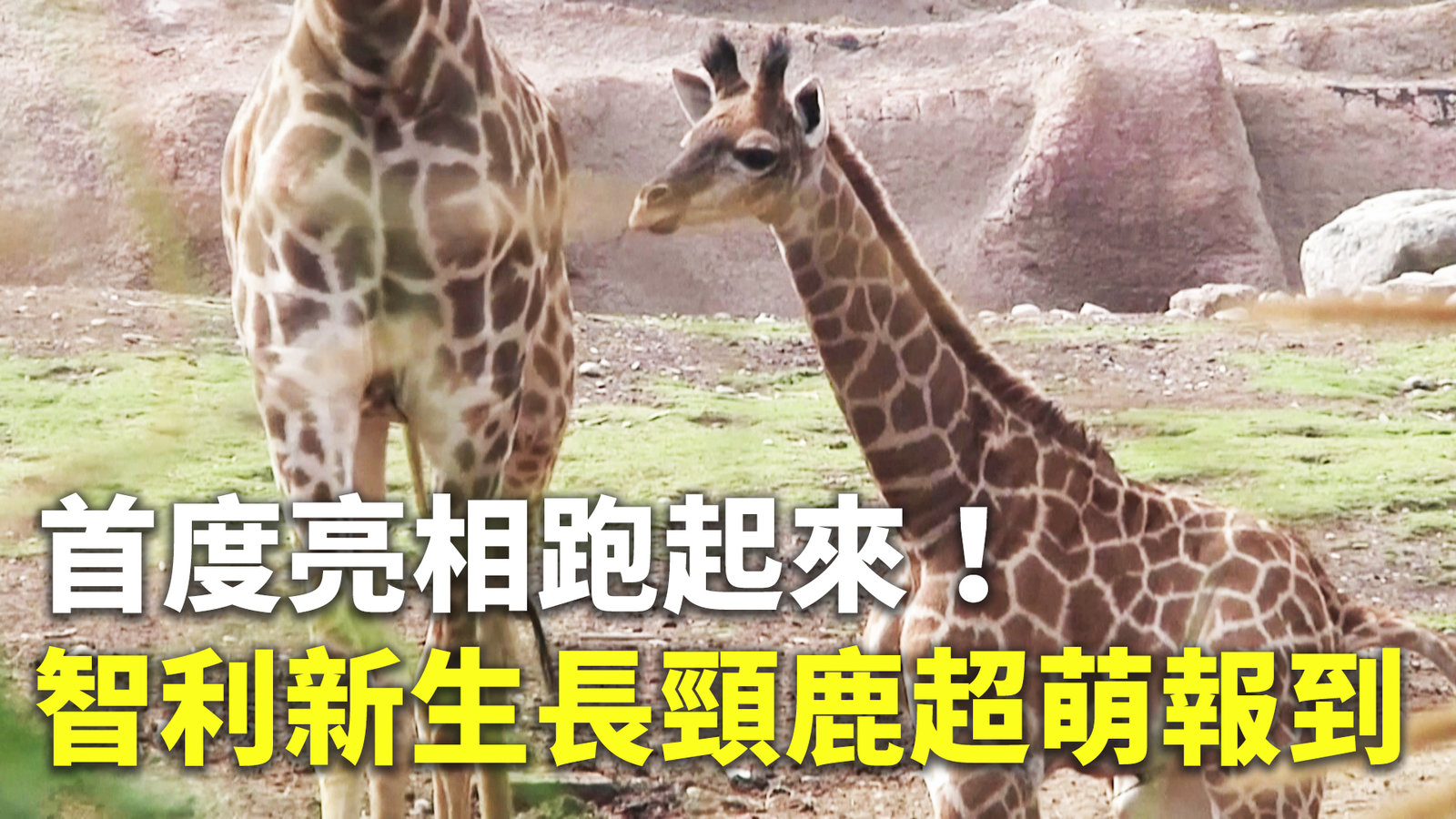 首度亮相跑起來!智利新生長頸鹿超萌報到