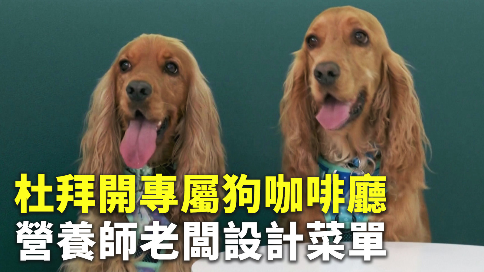 杜拜開專屬狗咖啡廳 營養師老闆設計菜單