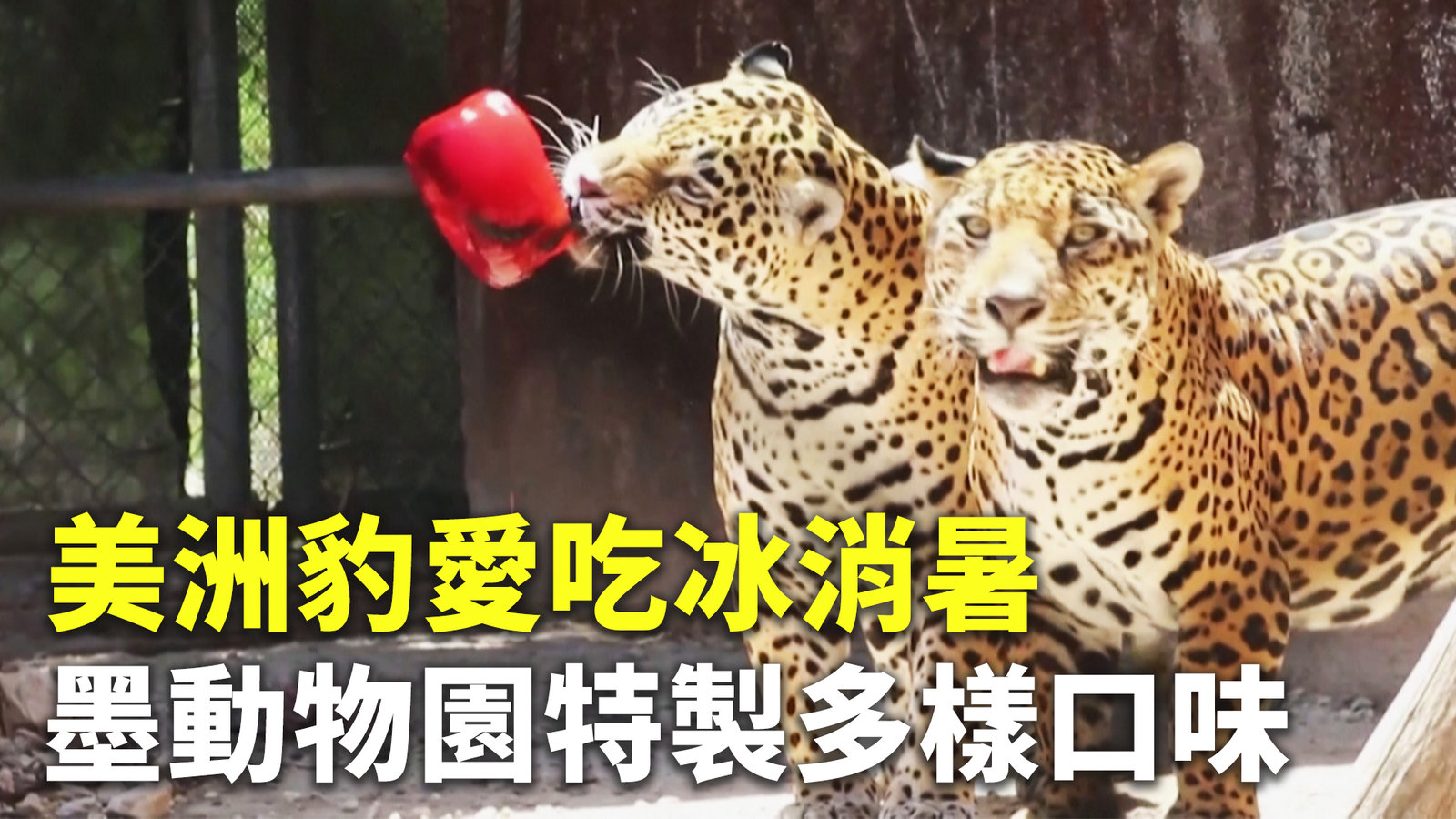 美洲豹愛吃冰消暑 墨動物園特製多樣口味