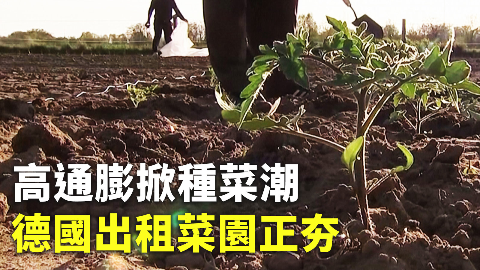 高通膨掀種菜潮 德國出租菜園正夯