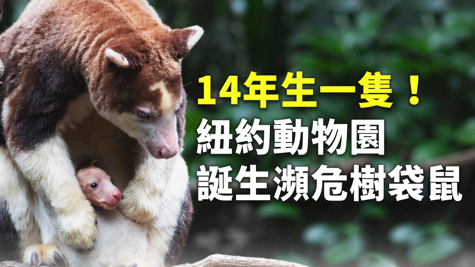 14年生一隻!紐約動物園誕生瀕危樹袋鼠