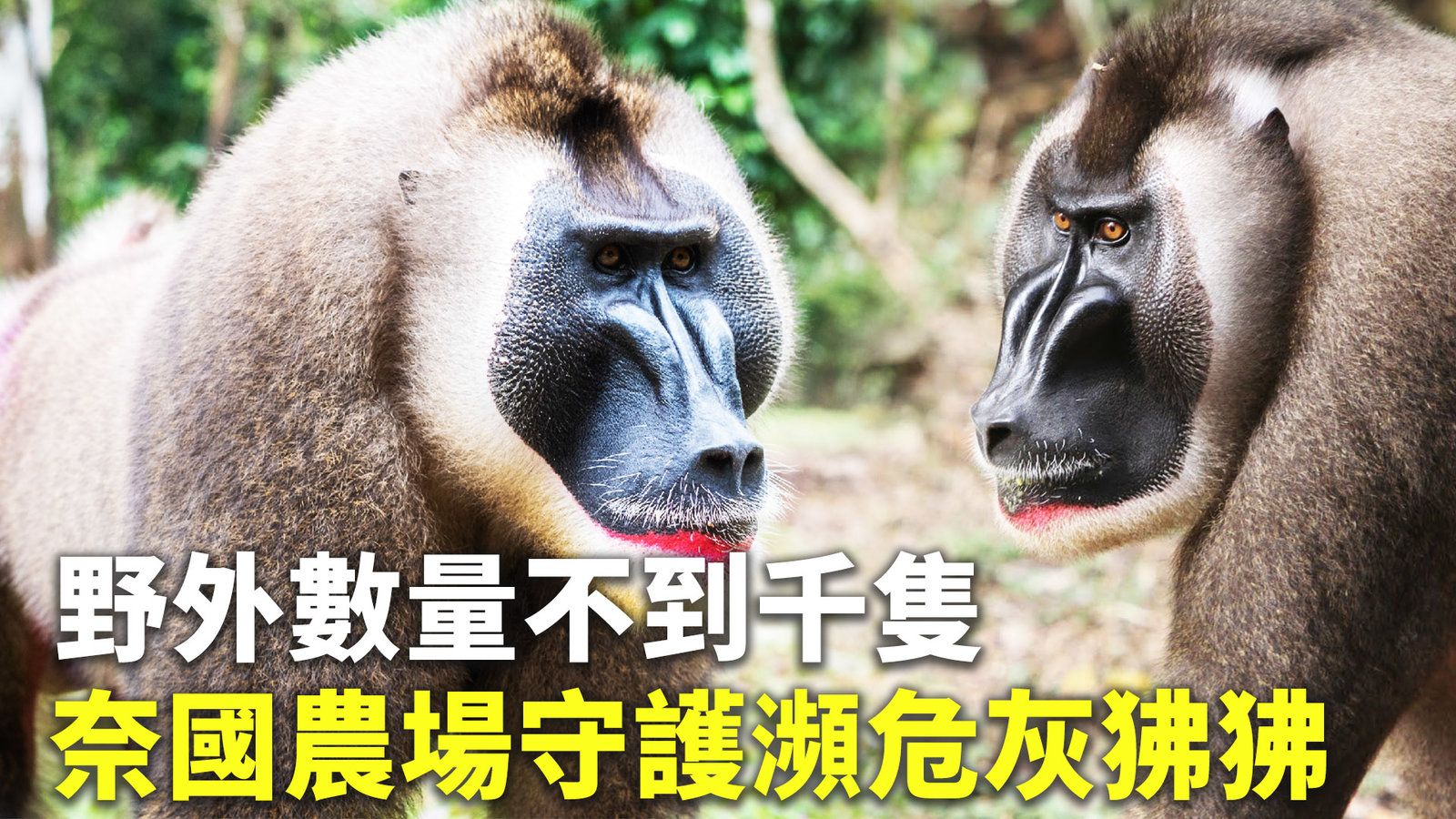 野外數量不到千隻 奈國農場守護瀕危灰狒狒