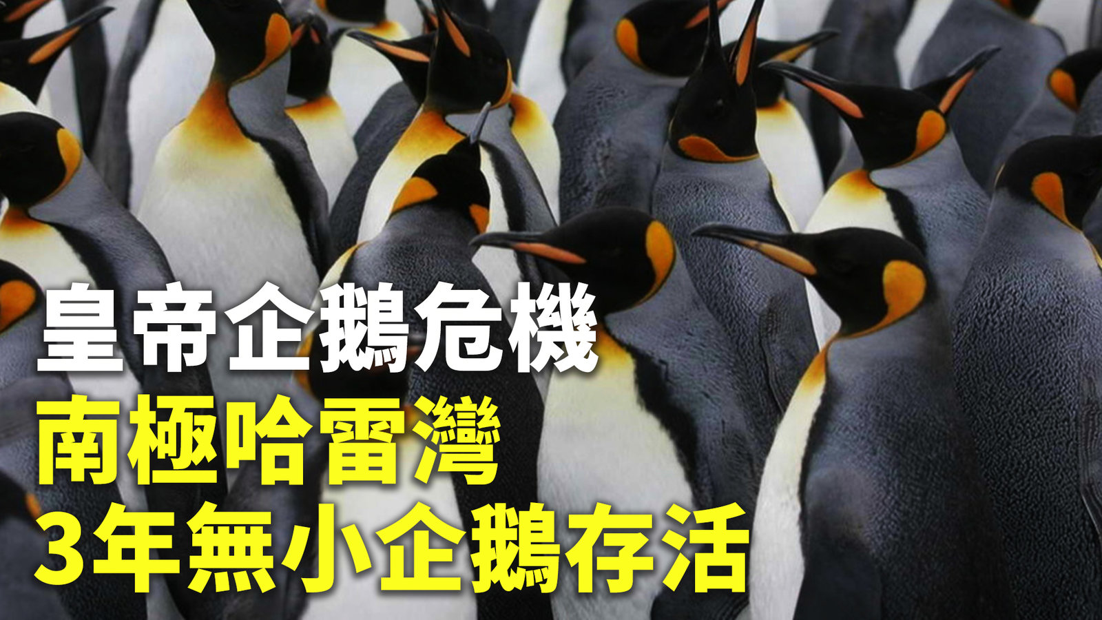 皇帝企鵝危機 南極哈雷灣3年無小企鵝存活
