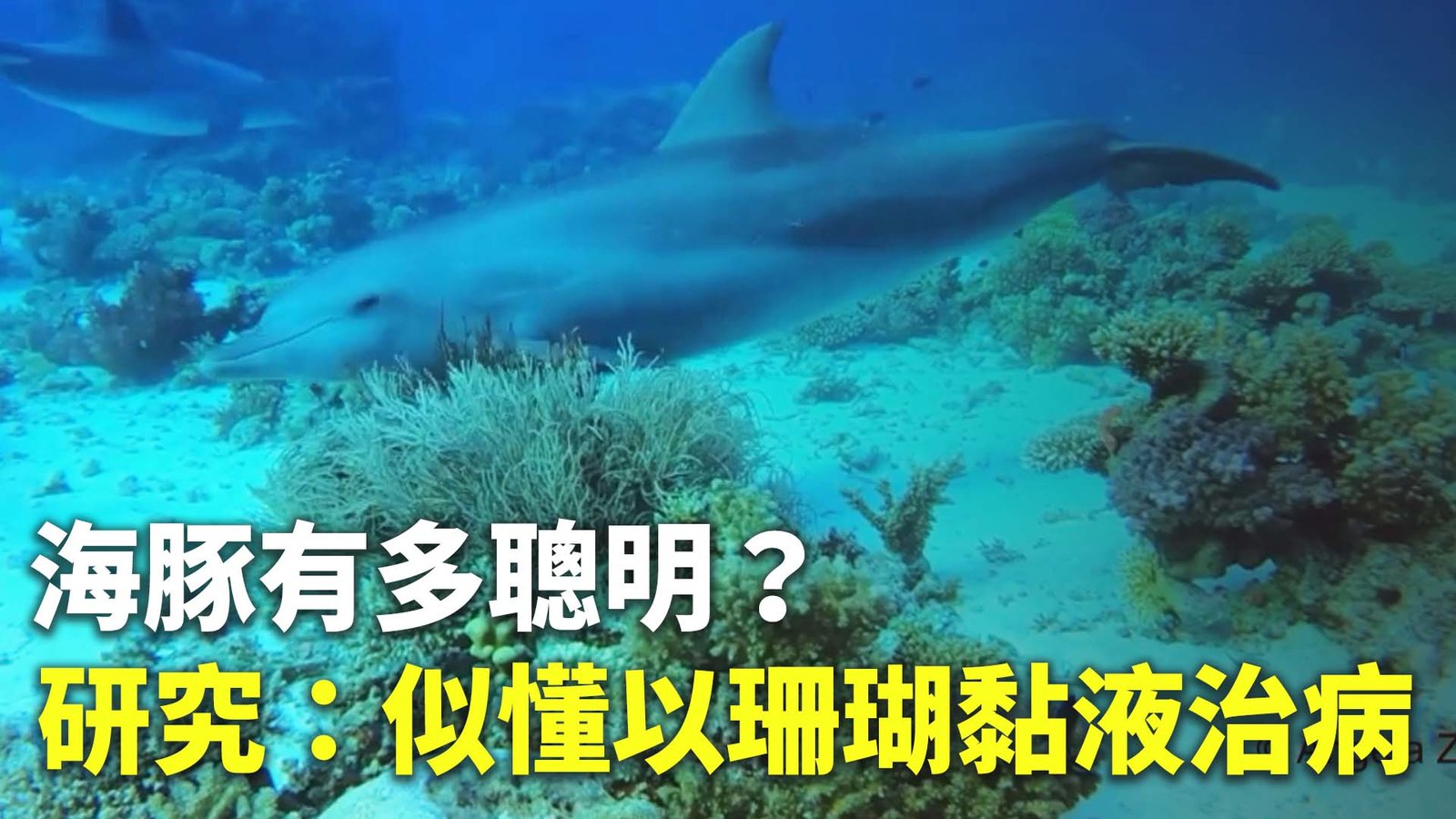 海豚有多聰明?研究:似懂以珊瑚黏液治病