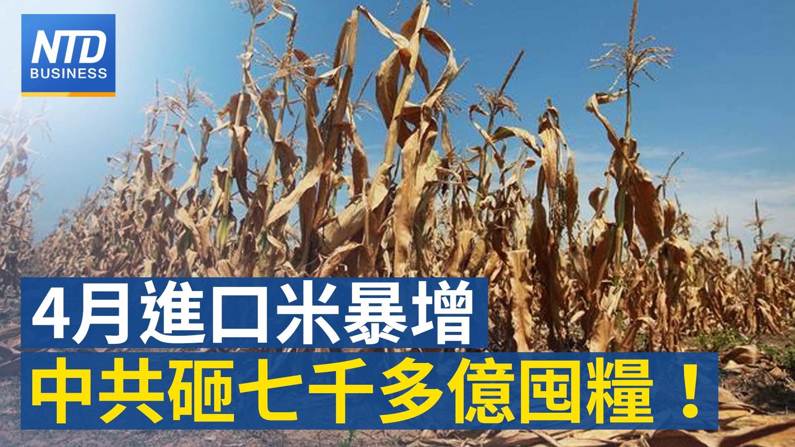詭異!4月進口米暴增 中共砸七千多億囤糧!