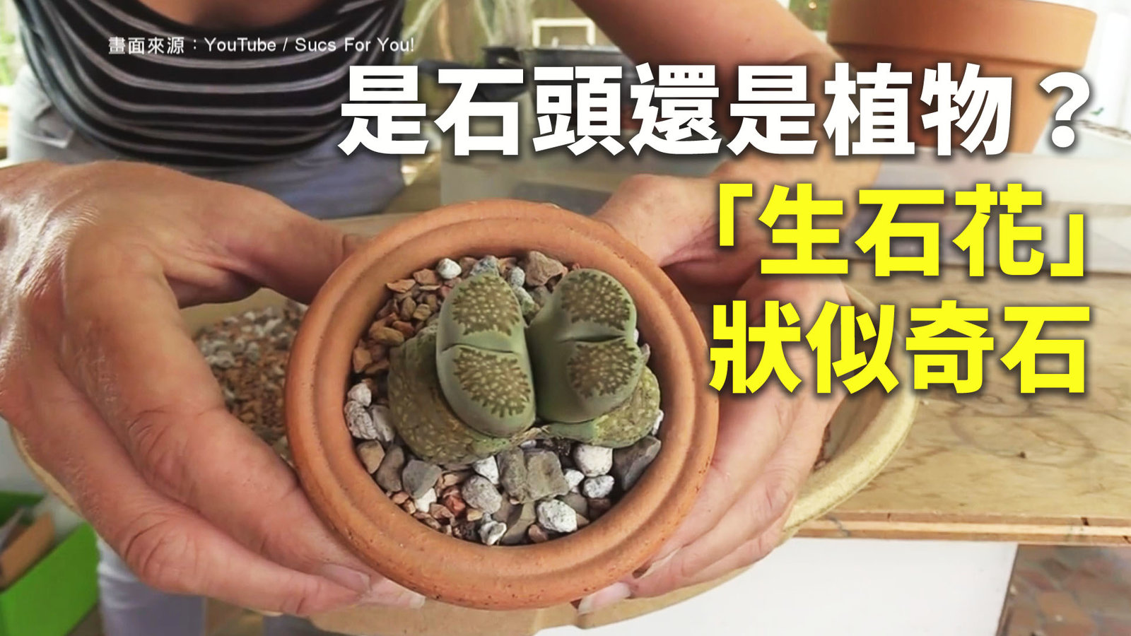 是石頭還是植物?「生石花」狀似奇石