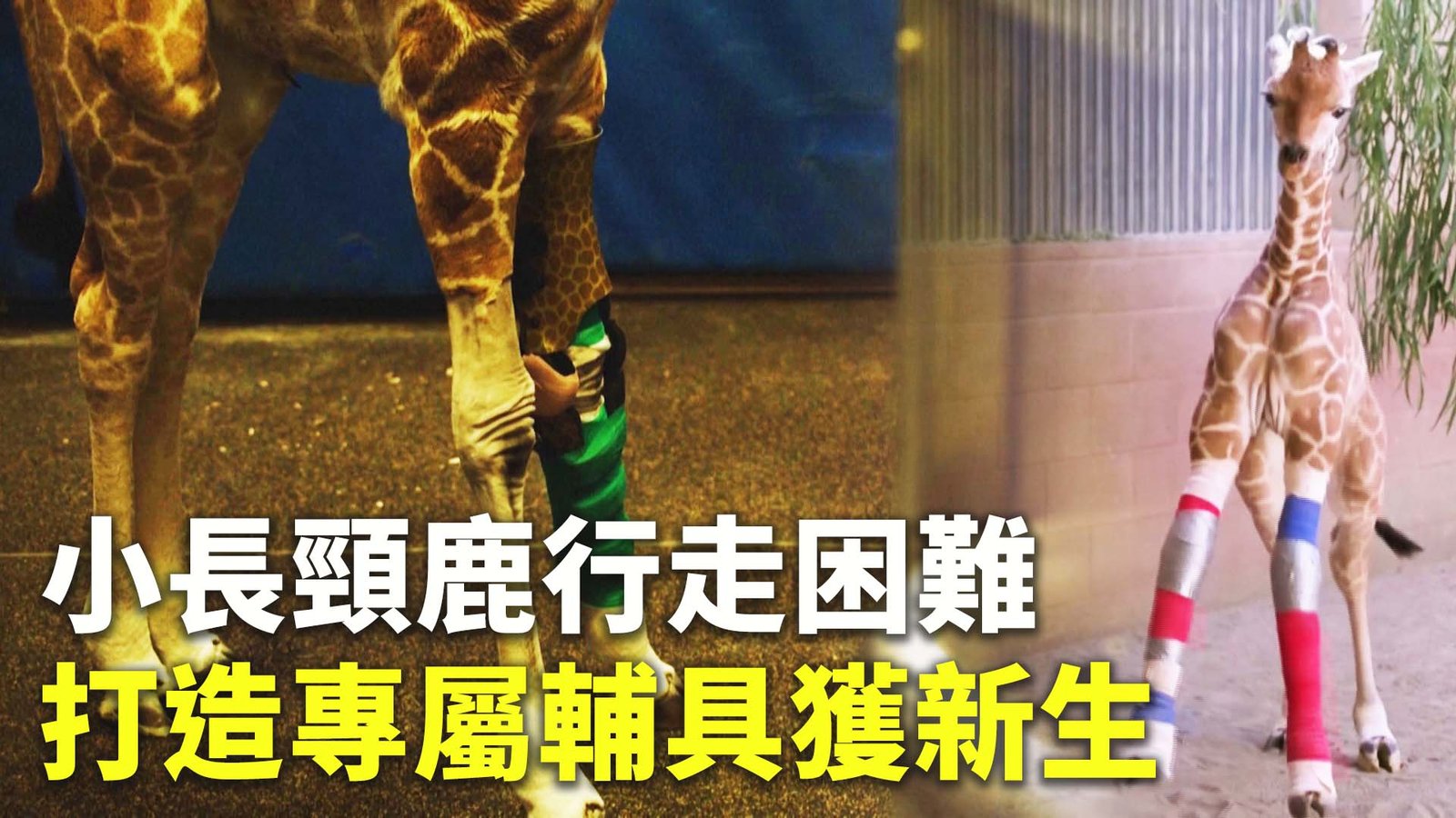 小長頸鹿行走困難 打造專屬輔具獲新生