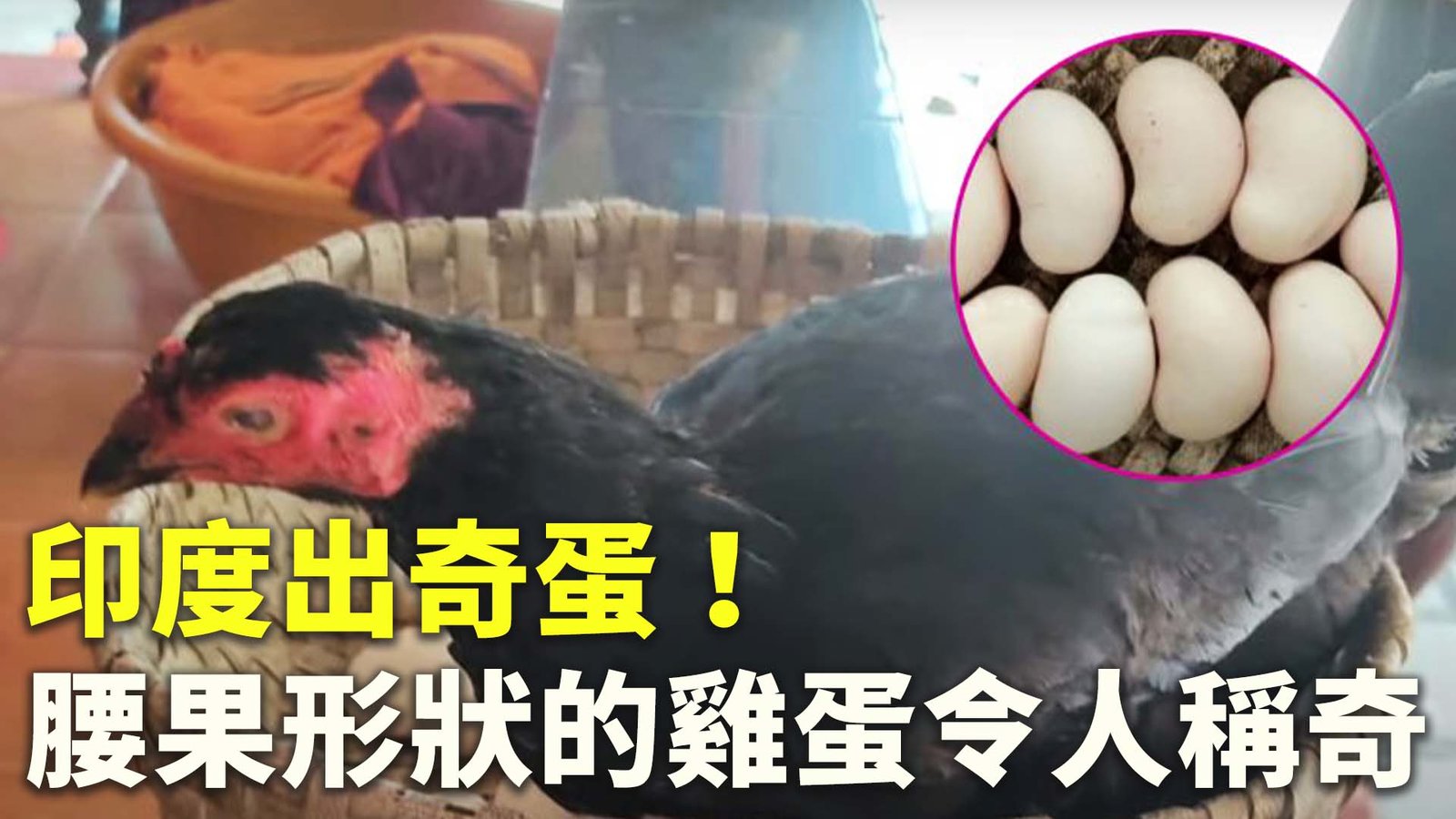 印度出奇蛋!腰果形狀的雞蛋令人稱奇
