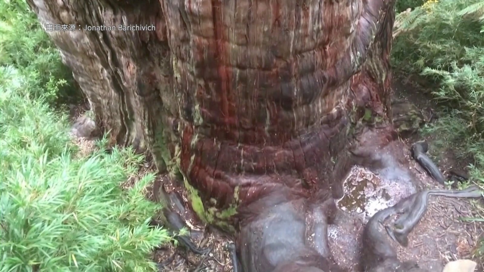 智利發現地球最古老的樹 樹齡或逾5千年