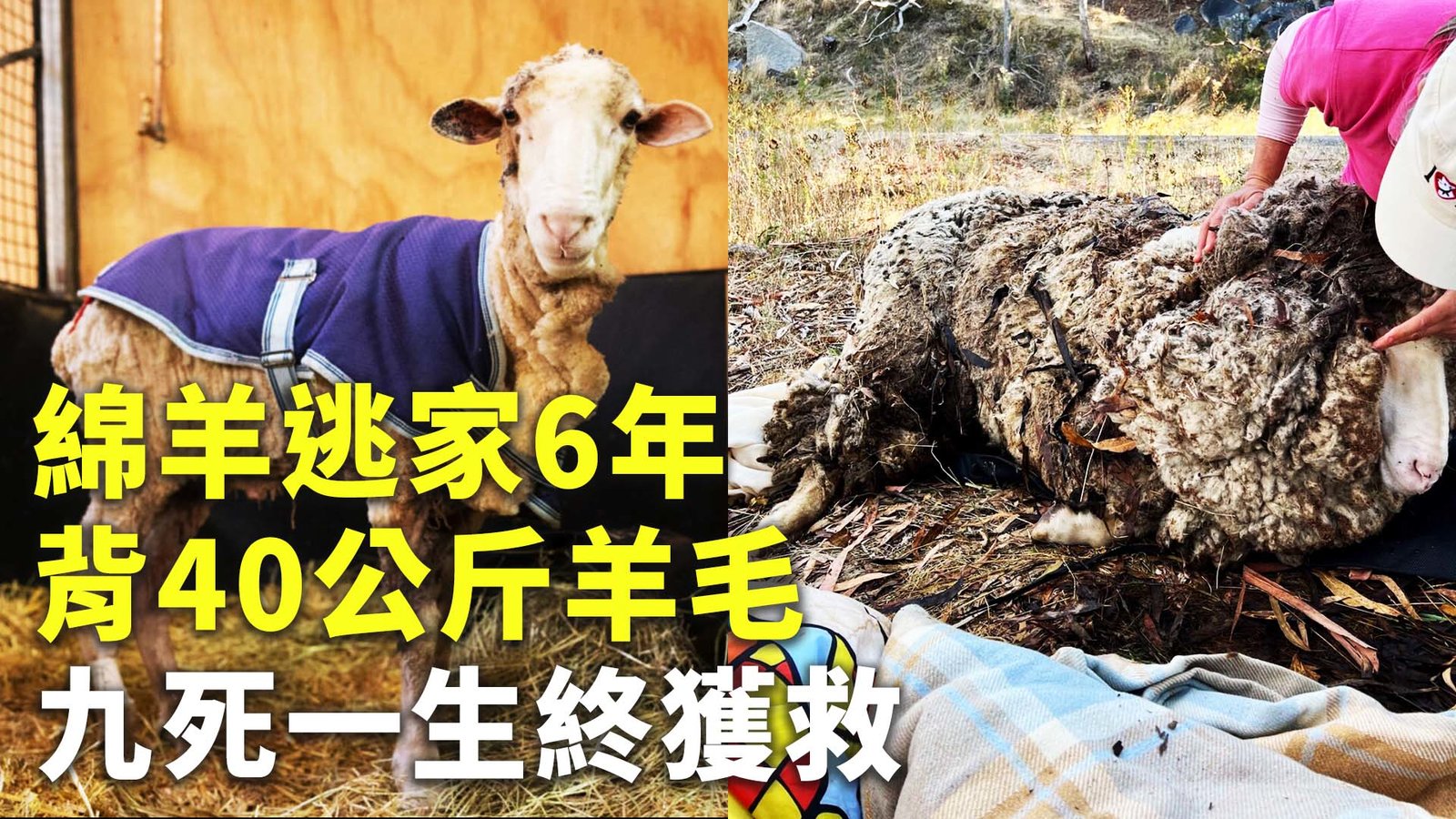 綿羊逃家6年背40公斤羊毛 九死一生終獲救