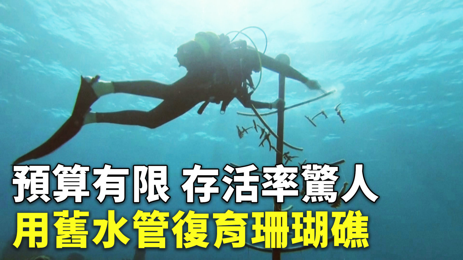 預算有限用舊水管復育珊瑚礁 存活率驚人
