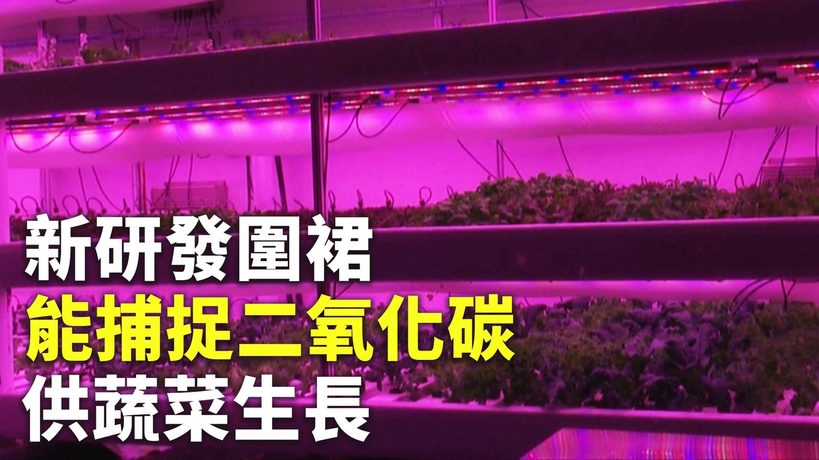 新研發圍裙能捕捉二氧化碳 供蔬菜生長