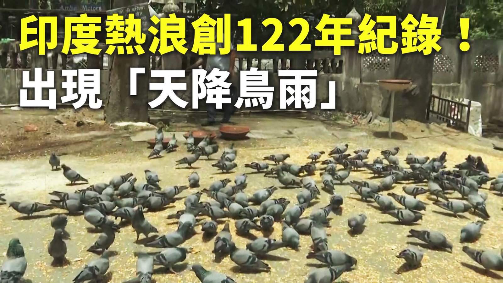 印度熱浪創122年紀錄!出現「天降鳥雨」