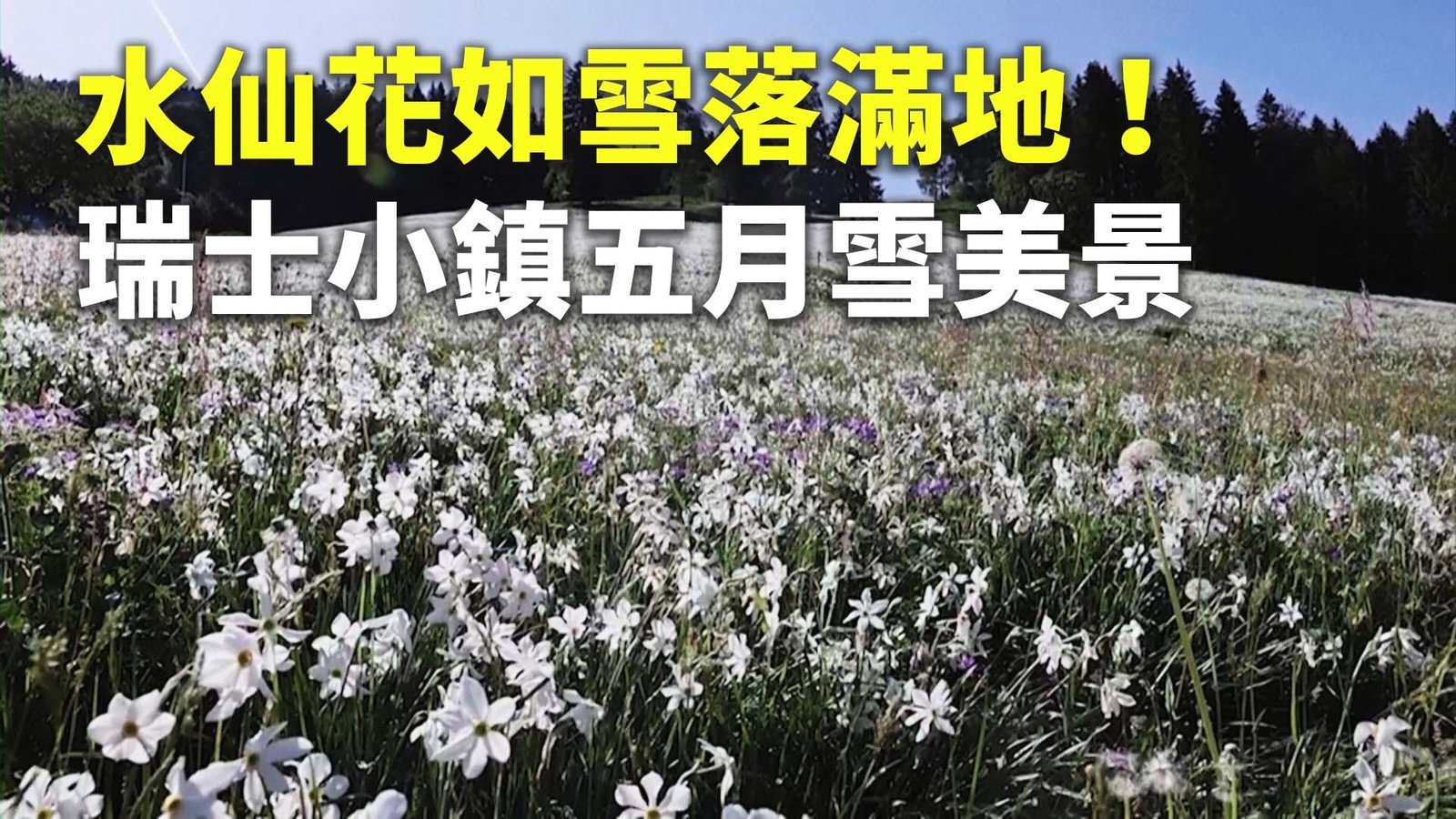 水仙花如雪落滿地!瑞士小鎮五月雪美景