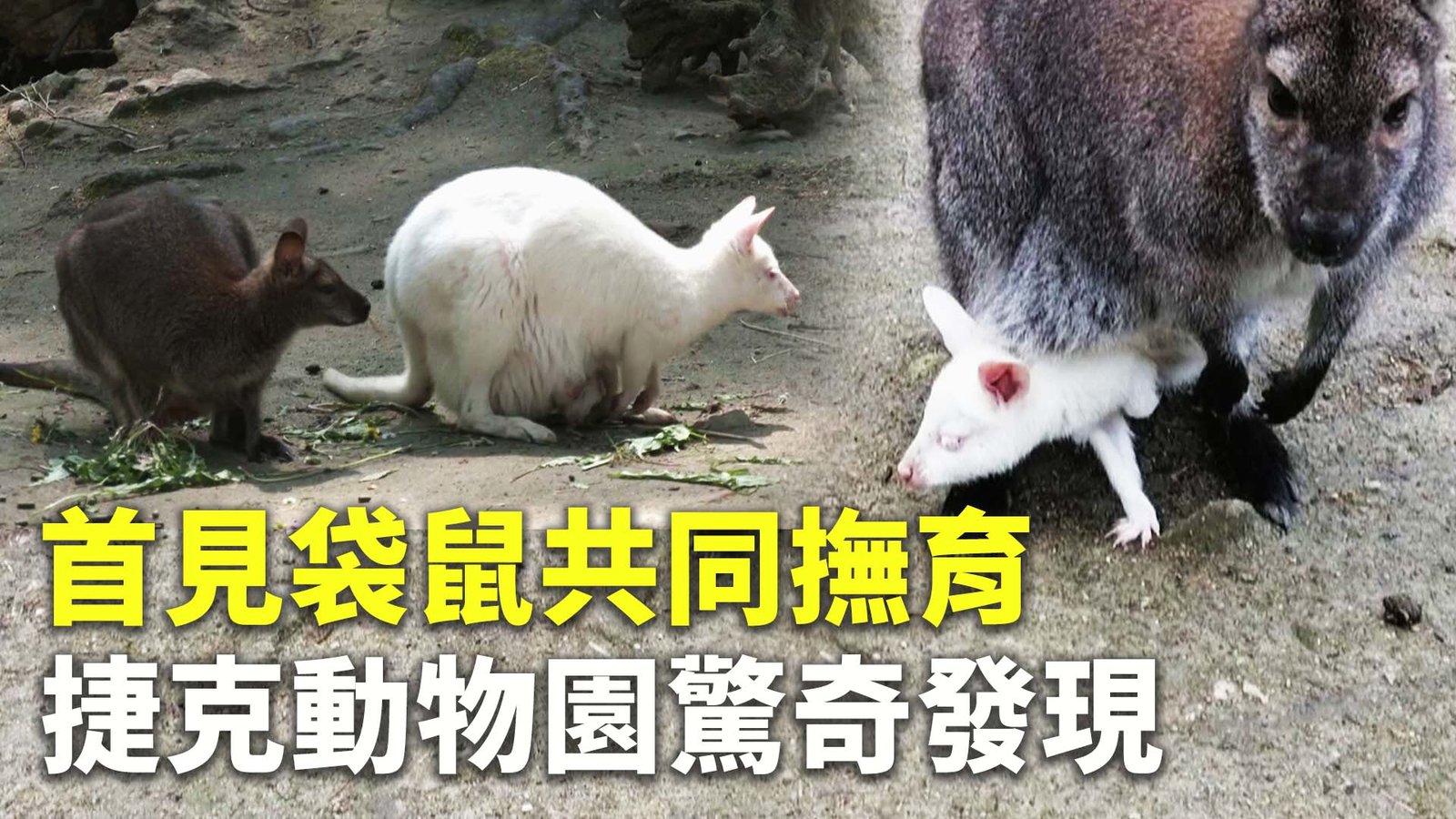 首見袋鼠共同撫育 捷克動物園驚奇發現