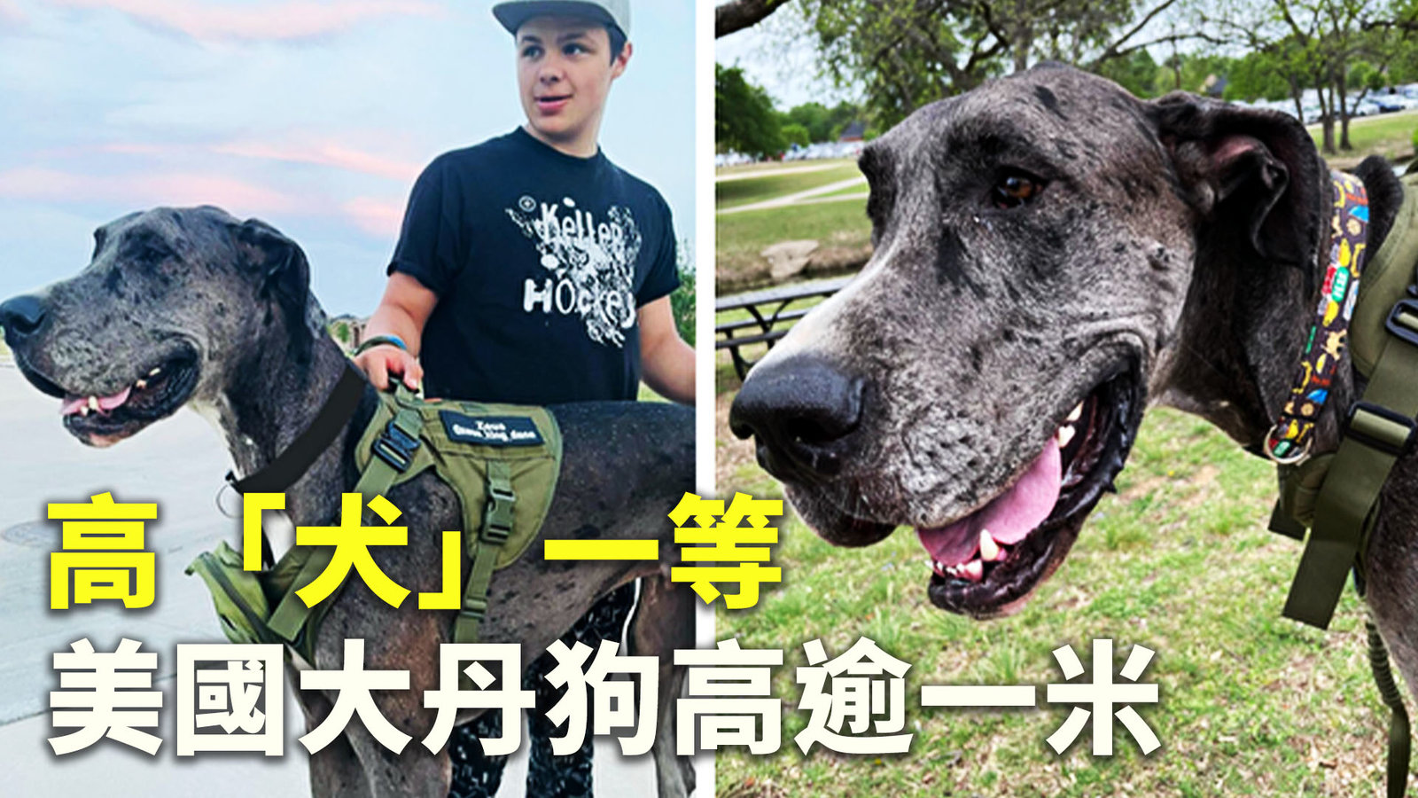 高「犬」一等 美國大丹狗高逾一米