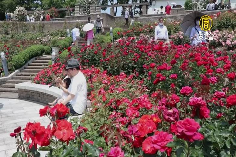 日本荒牧玫瑰公園 萬株綻放