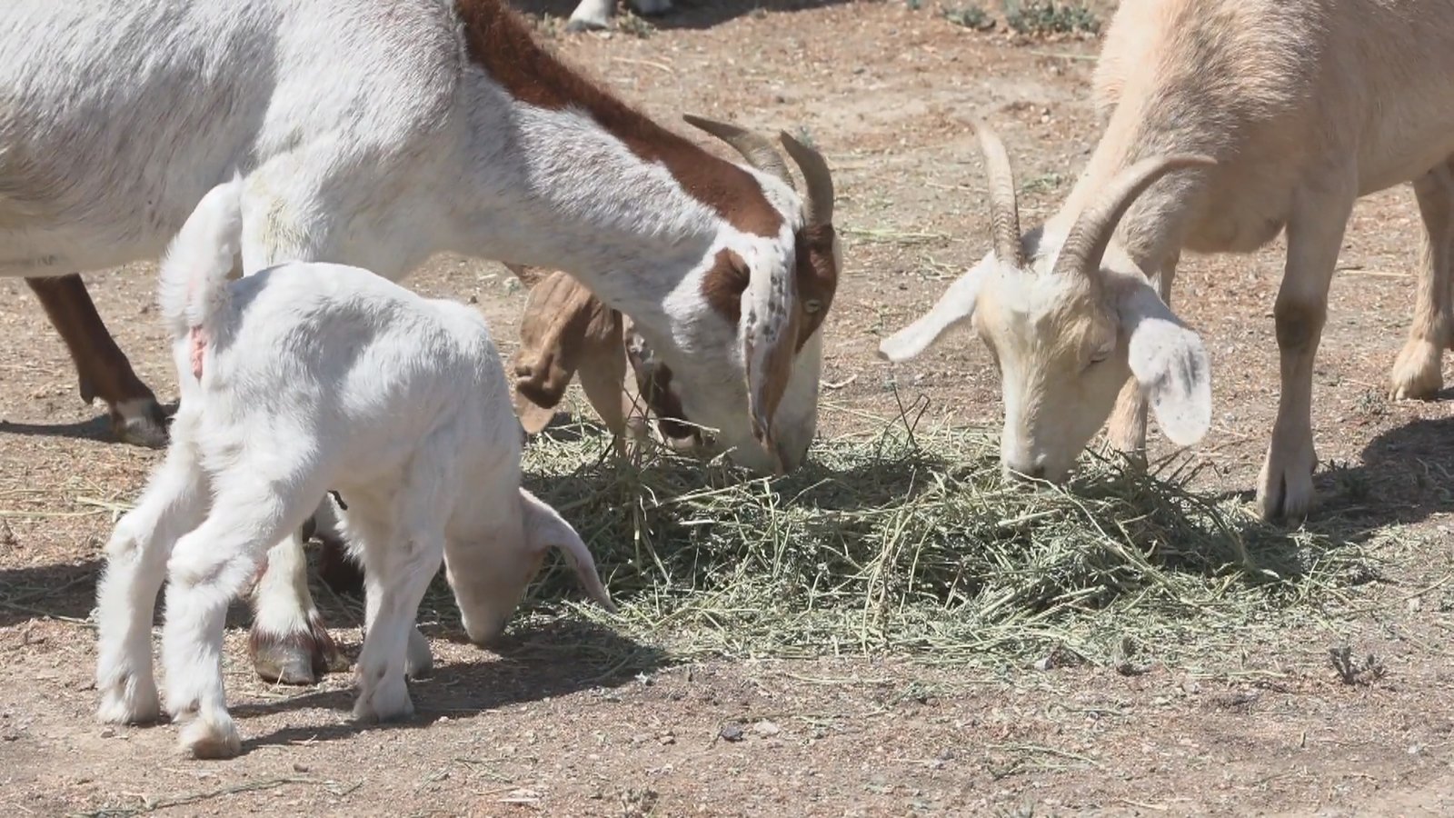 除草除根防野火 南加城市3萬元聘山羊吃草