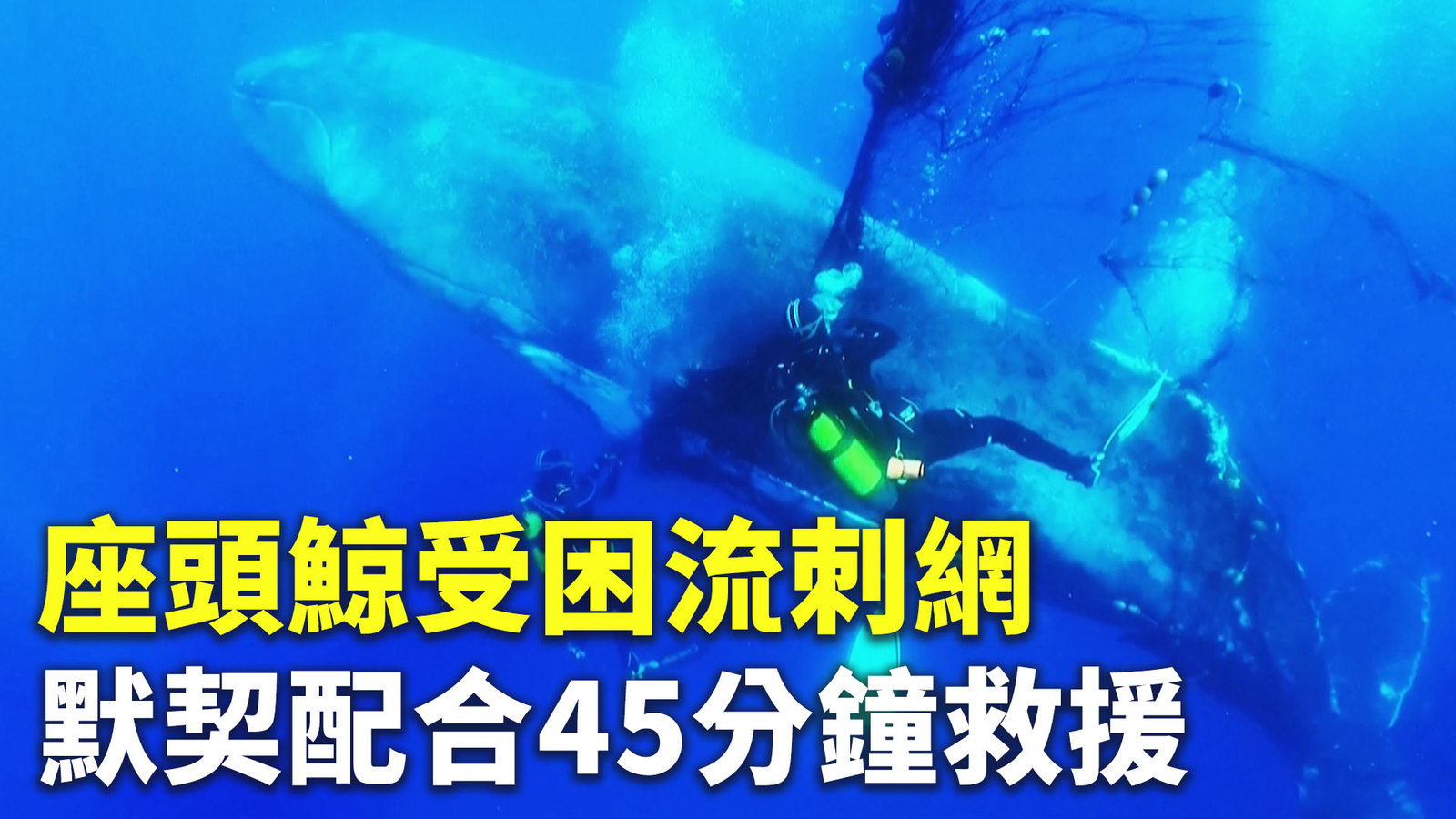 座頭鯨受困流刺網 默契配合45分鐘救援