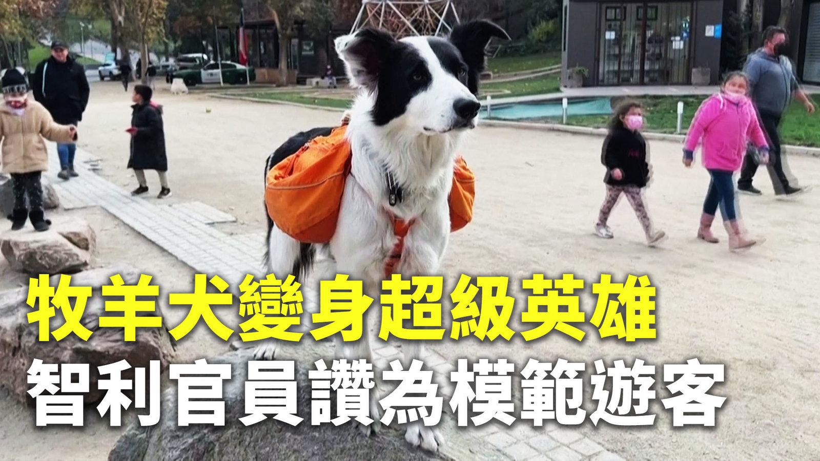 牧羊犬變身超級英雄 智利官員讚為模範遊客