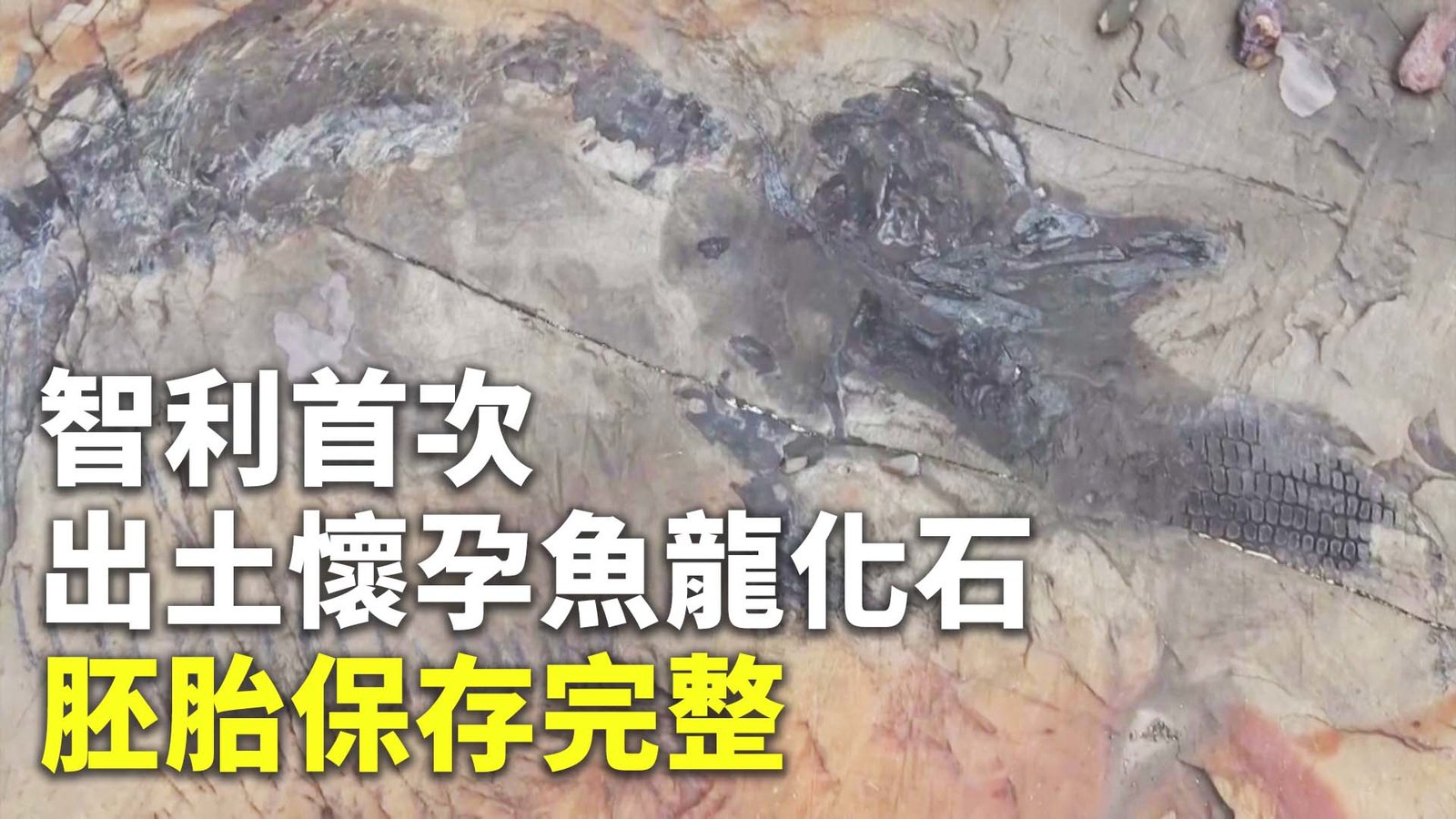 智利首次出土懷孕魚龍化石 胚胎保存完整